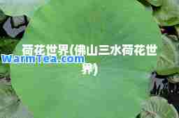 荷花世界(佛山三水荷花世界)