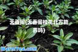 天香阁(天香阁桂花北方能养吗)