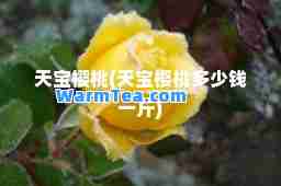 天宝樱桃(天宝樱桃多少钱一斤)