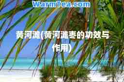 黄河滩(黄河滩枣的功效与作用)