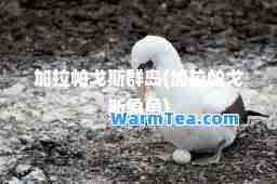 加拉帕戈斯群岛(加拉帕戈斯象龟)