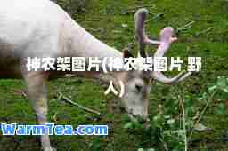 农架图片(农架图片 野人)