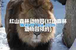 红山森林动物园(红山森林动物园预约)