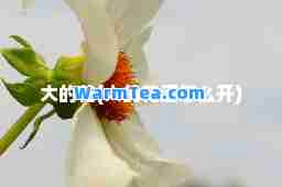 大的花(大的花洒怎么开)