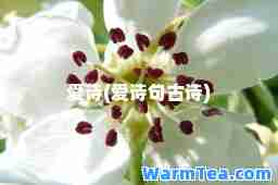 爱诗(爱诗句古诗)