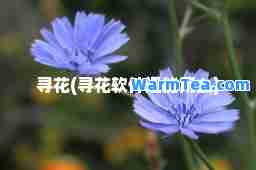 寻花(寻花软件还能用么)
