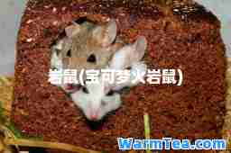 岩鼠(宝可梦火岩鼠)