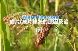 成片(成片掉发的原因及治疗)