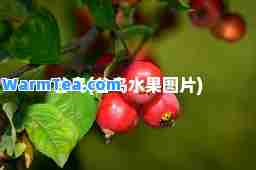 谷鸟(谷鸟水果图片)