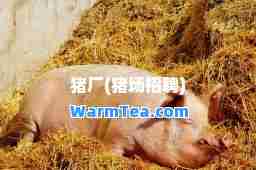 猪厂(猪场招聘)