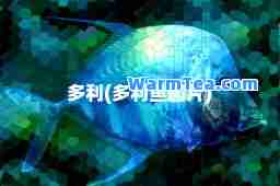多利(多利鱼图片)