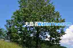大岛喜代叶