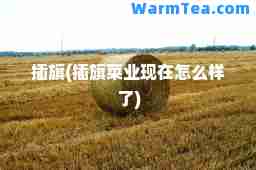 插旗(插旗菜业现在怎么样了)