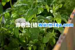 名法(植物名法)