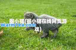 圈小猫(圈小猫在线网页游戏)