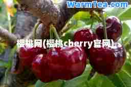 樱桃网(樱桃cherry官网)