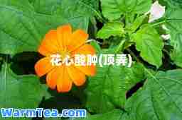 花心酸肿(顶弄)
