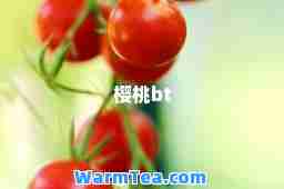 樱桃bt