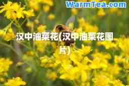 汉中油菜花(汉中油菜花图片)