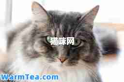 猫咪网