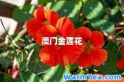 澳门金莲花