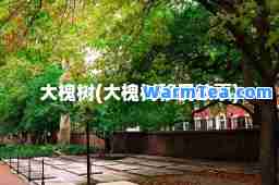 大槐树(大槐树故事)