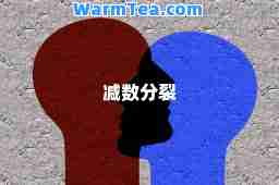 减数分裂