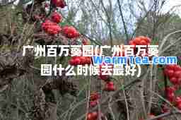 广州百万葵园(广州百万葵园什么时候去最好)