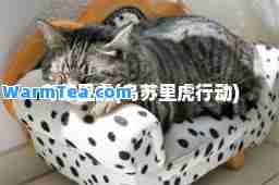 乌苏里虎(乌苏里虎行动)