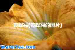 黄蜂窝(黄蜂窝的图片)