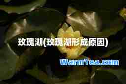 玫瑰湖(玫瑰湖形成原因)