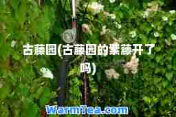 古藤园(古藤园的紫藤开了吗)