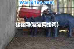猪猪网(猪猪网络词)
