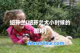 纽芬兰(纽芬兰犬小时候的图片)