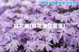 鲜花港(鲜花港在哪里)