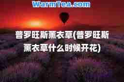 普罗旺斯薰衣草(普罗旺斯薰衣草什么时候开花)