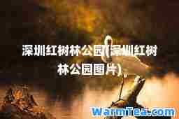 深圳红树林公园(深圳红树林公园图片)