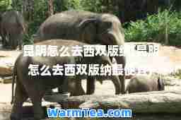 昆明怎么去西双版纳(昆明怎么去西双版纳最便宜)