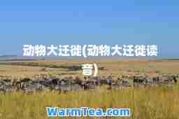 动物大迁徙(动物大迁徙读音)