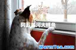 阿五黄河大鲤鱼