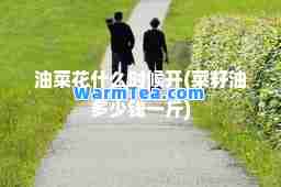 油菜花什么时候开(菜籽油多少钱一斤)