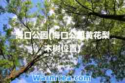 海口公园(海口公园黄花梨木树位置)