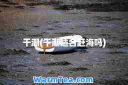 干潮(干潮适赶海吗)