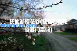 抚仙湖樱花谷(抚仙湖樱花谷要门票吗)