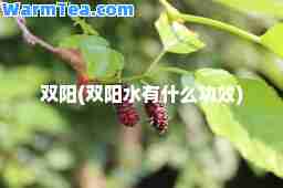 双阳(双阳水有什么功效)