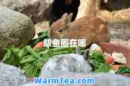 鲅鱼圈在哪