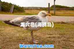 龙穴岛(海鸥岛)