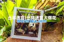 丛林迷宫(丛林迷宫大爆花纹)