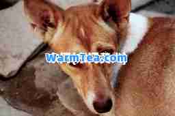 东门(东门黄犬)