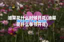 油菜花什么时候开花(油菜花什么季节开花)